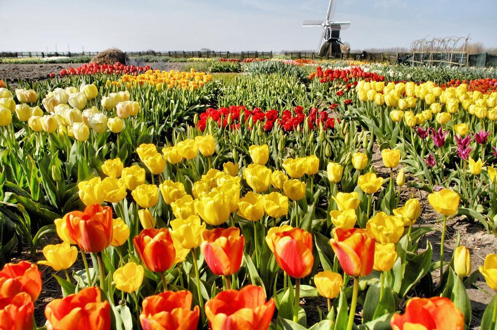 Buitenplaats Witte Raaf Aan Zee Noordwijk Zewnętrze zdjęcie